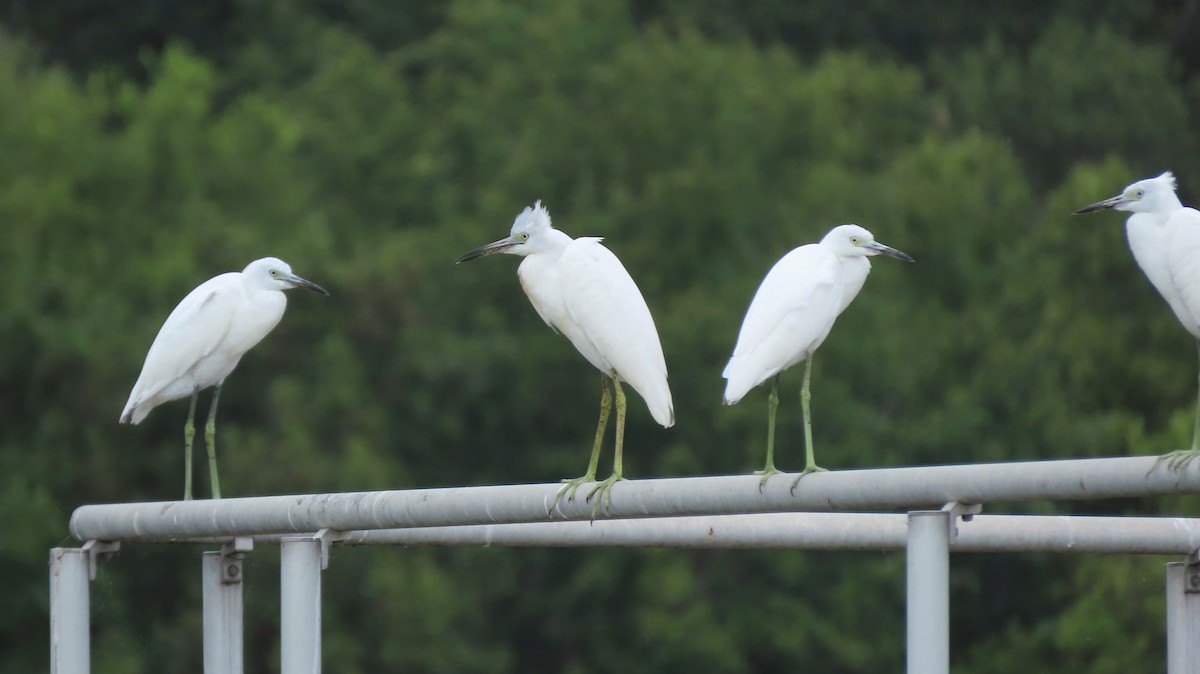 Little Blue Heron - Lois Stacey