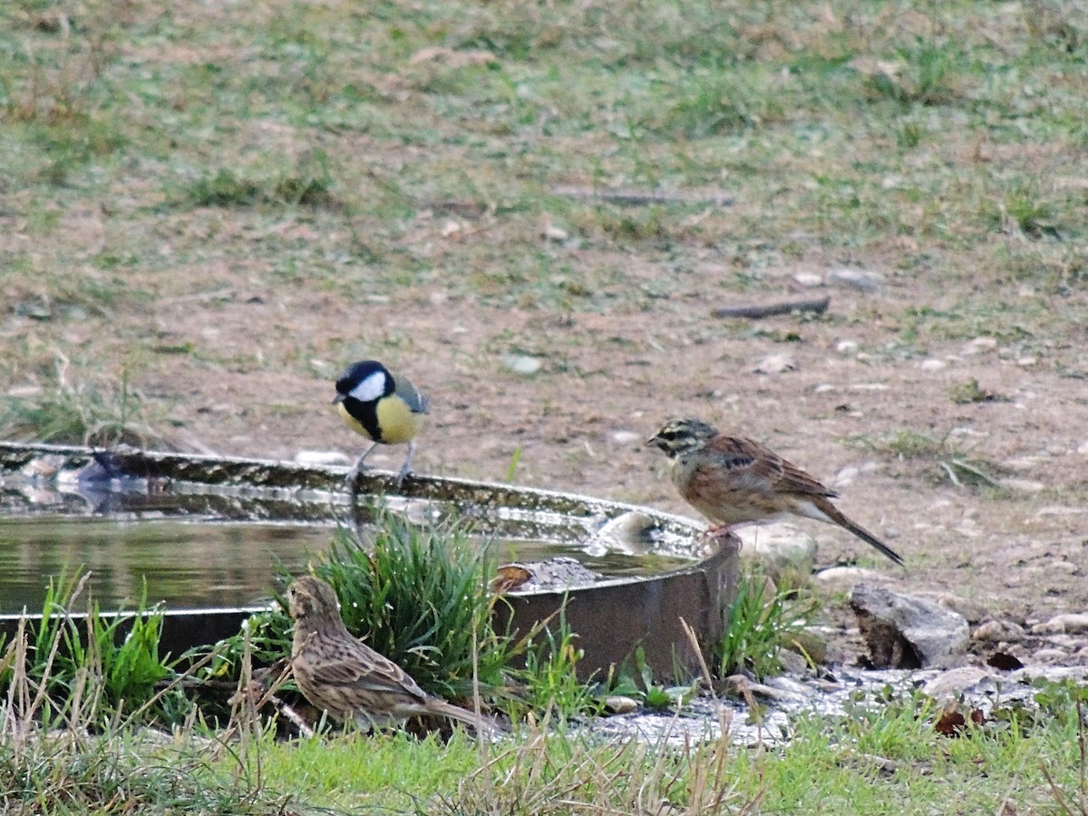 Cirl Bunting - Roberto Negro