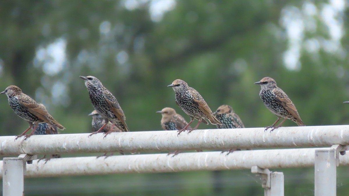 European Starling - Lois Stacey