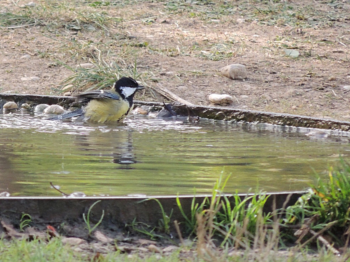 Great Tit - ML180660431