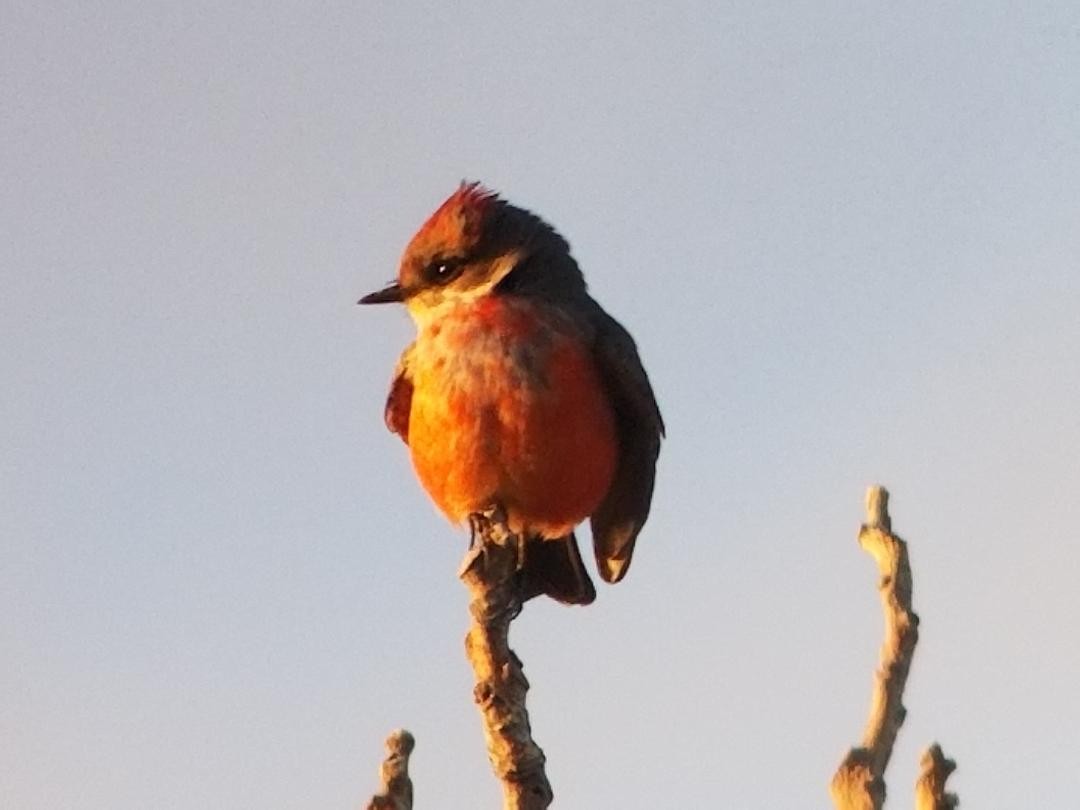 Vermilion Flycatcher - ML180660571