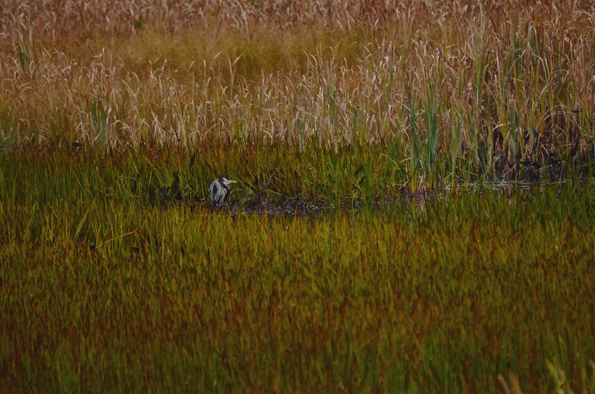 Great Blue Heron - ML180661191