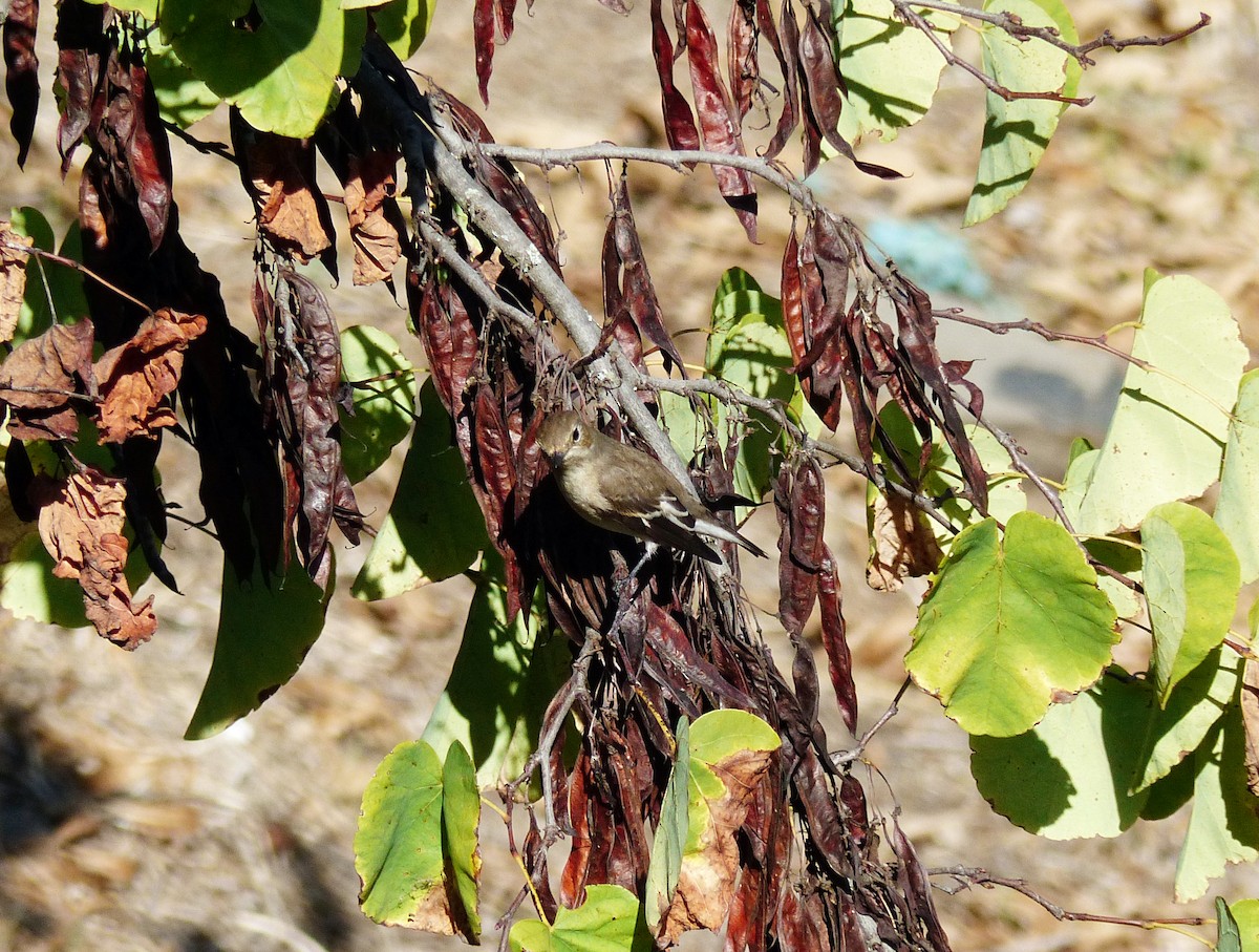 Papamoscas Cerrojillo - ML180661761