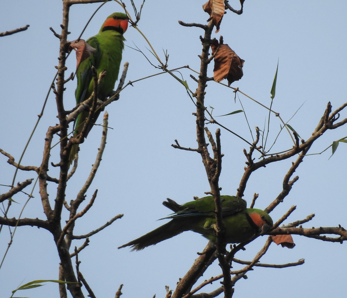 Uzun Kuyruklu Yeşil Papağan - ML180662561