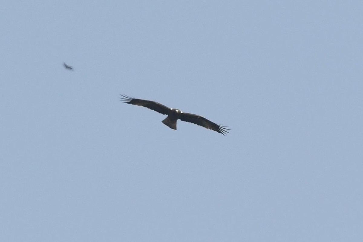 Booted Eagle - ML180662731