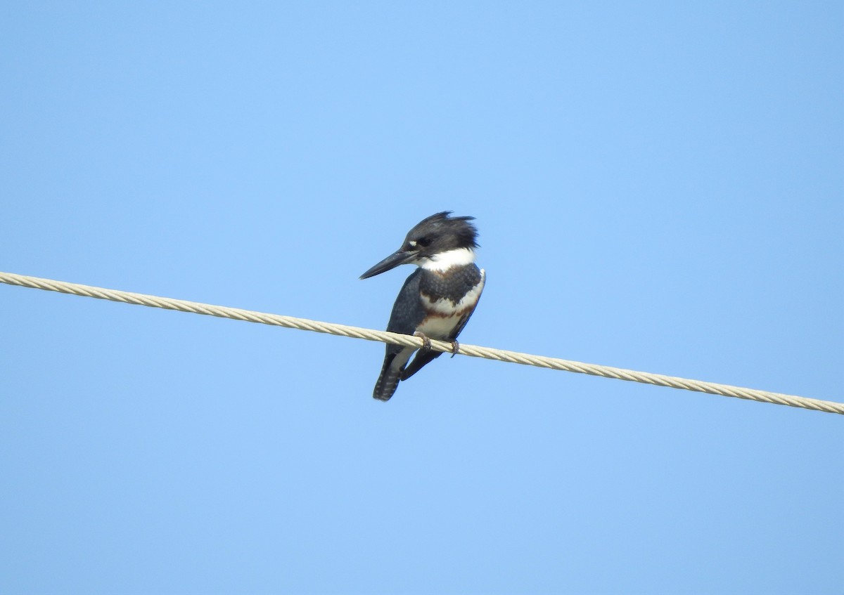 Belted Kingfisher - ML180663001