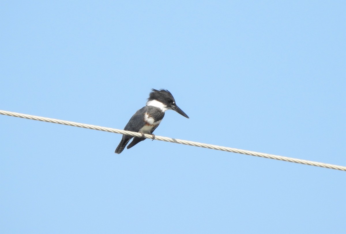 Belted Kingfisher - ML180663021