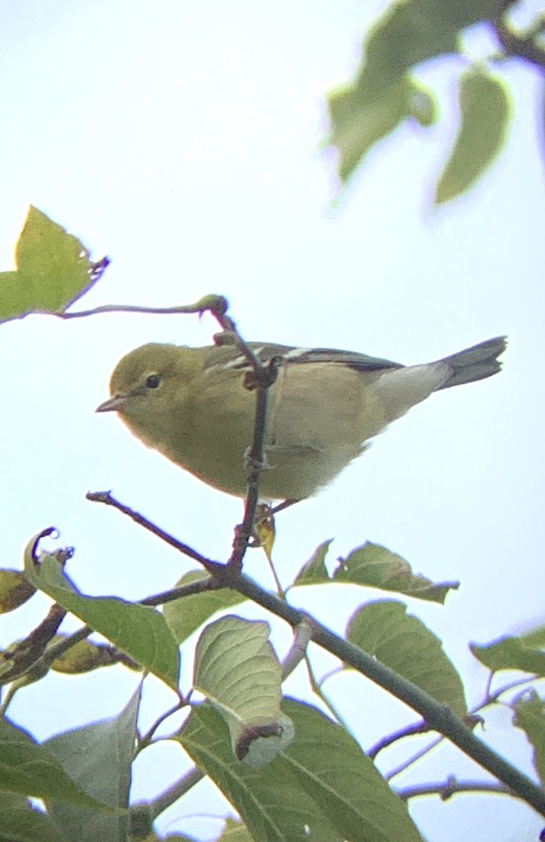 Paruline rayée - ML180663281