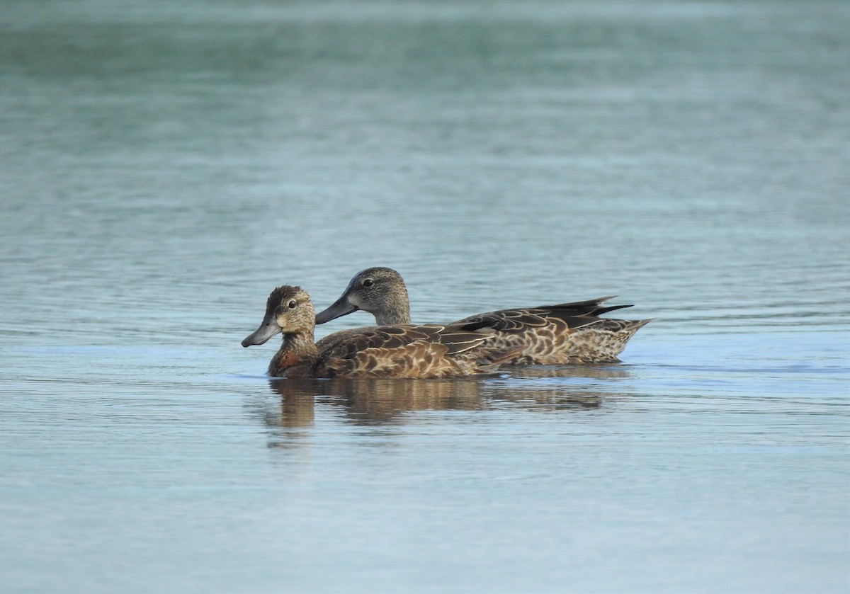Blue-winged Teal - ML180664321