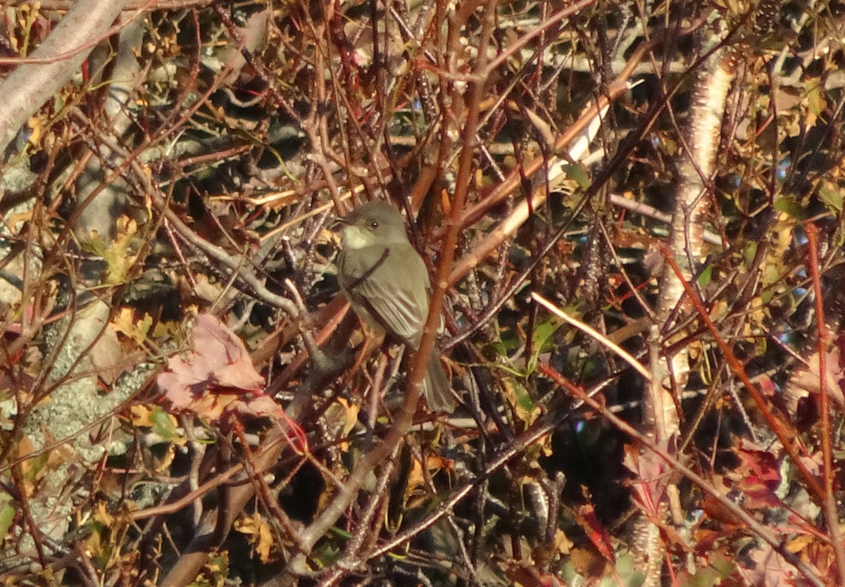 Eastern Phoebe - ML180664751