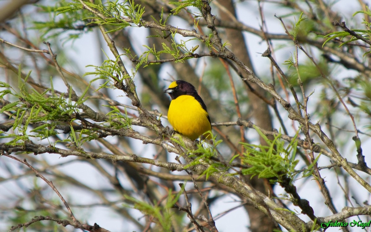 Purple-throated Euphonia - ML180666091