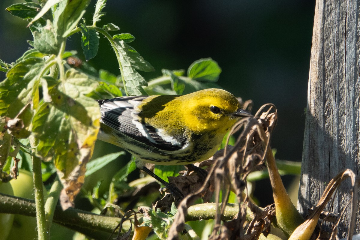 Black-throated Green Warbler - ML180668781