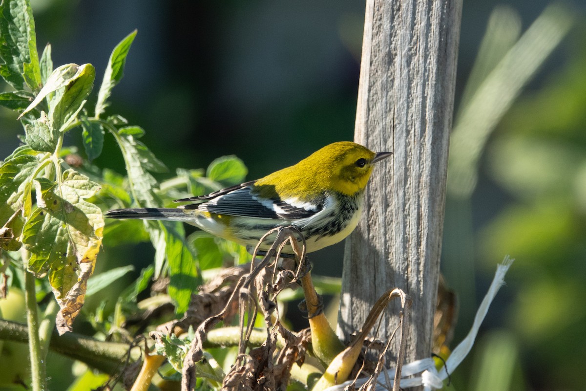 Black-throated Green Warbler - ML180668811