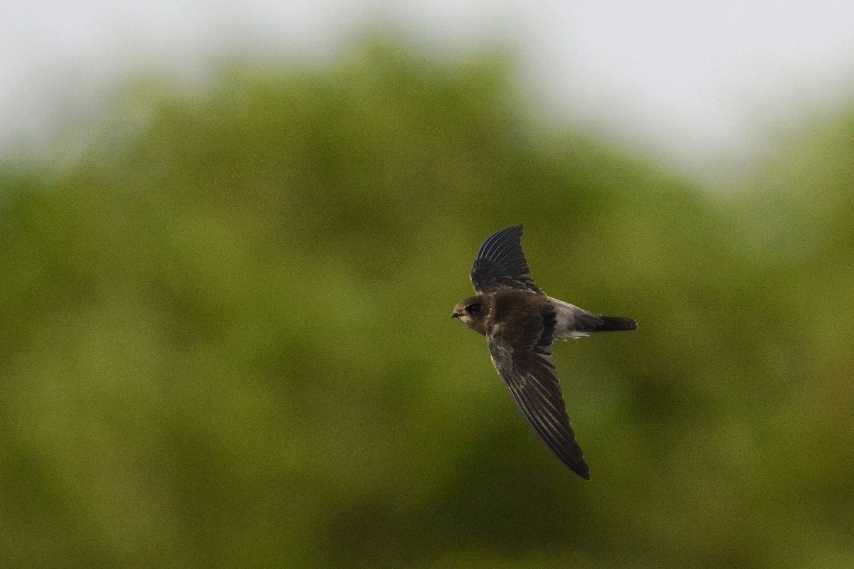 dark swiftlet sp. - ML180670571