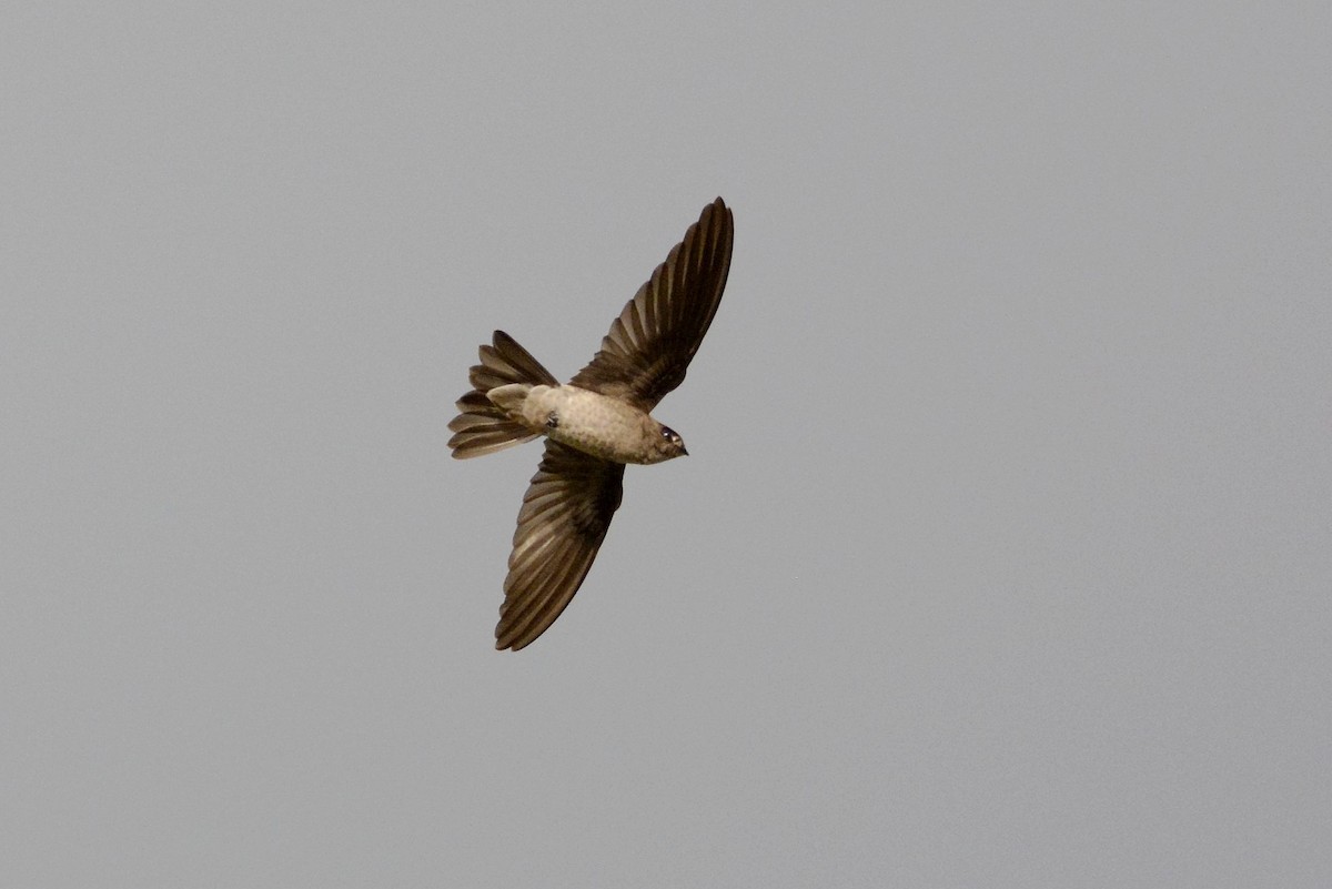dark swiftlet sp. - ML180670751