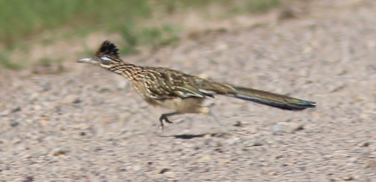 Greater Roadrunner - ML180670801