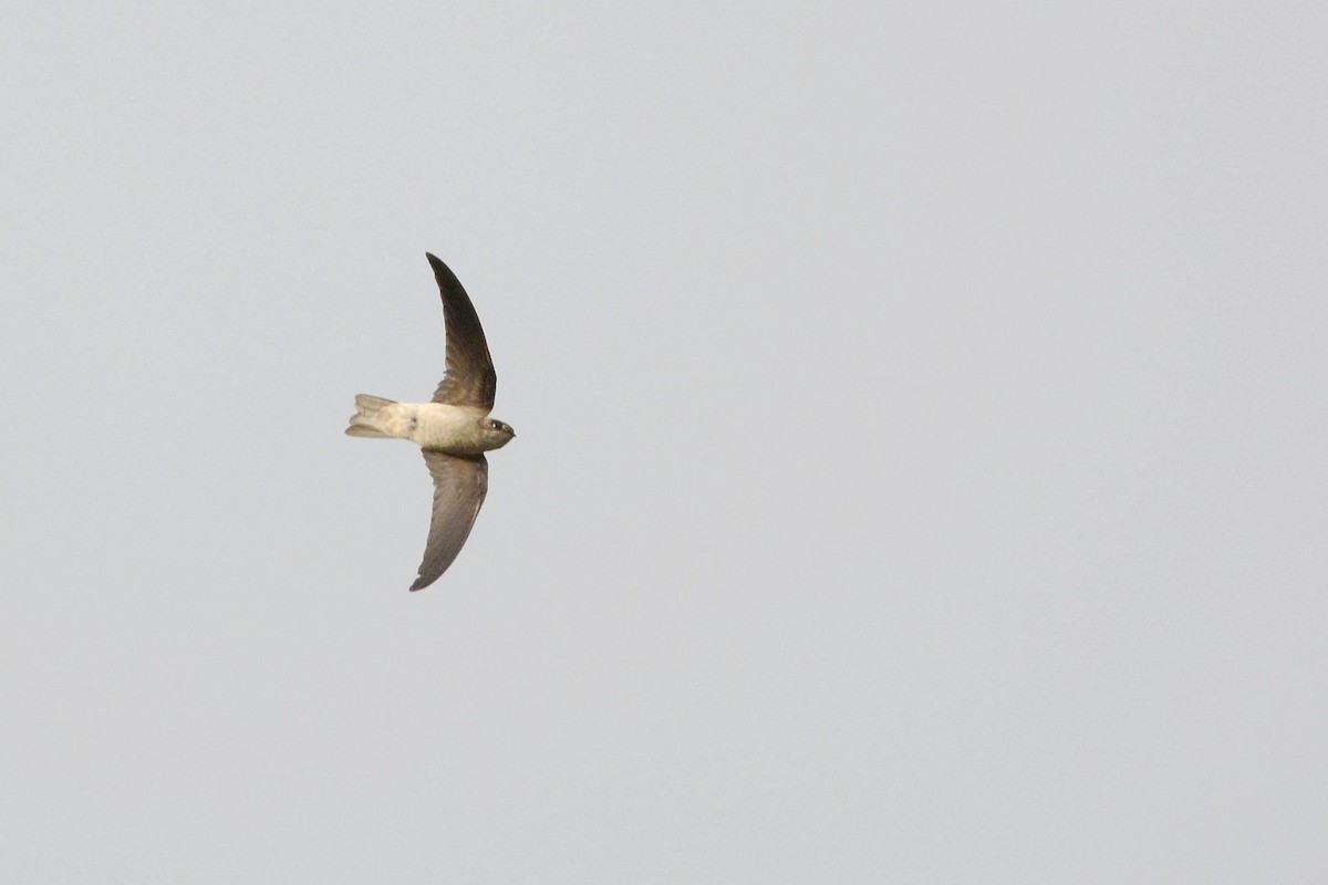 dark swiftlet sp. - ML180670861