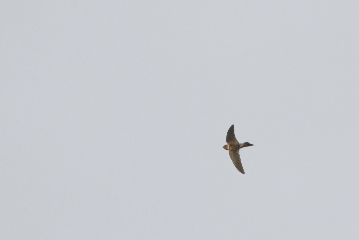 dark swiftlet sp. - ML180670891
