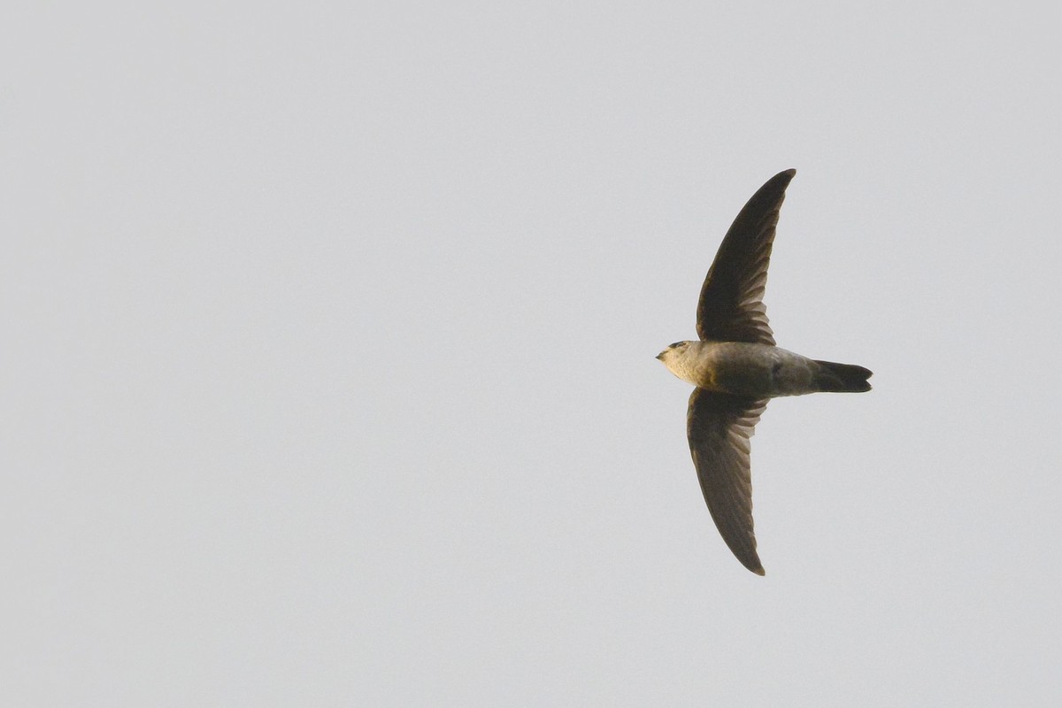 dark swiftlet sp. - ML180670931