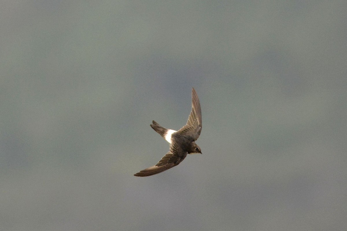 House Swift - ML180670951