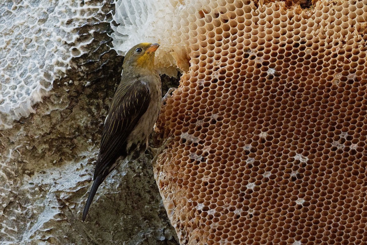 ML180671631 Yellowrumped Honeyguide Macaulay Library