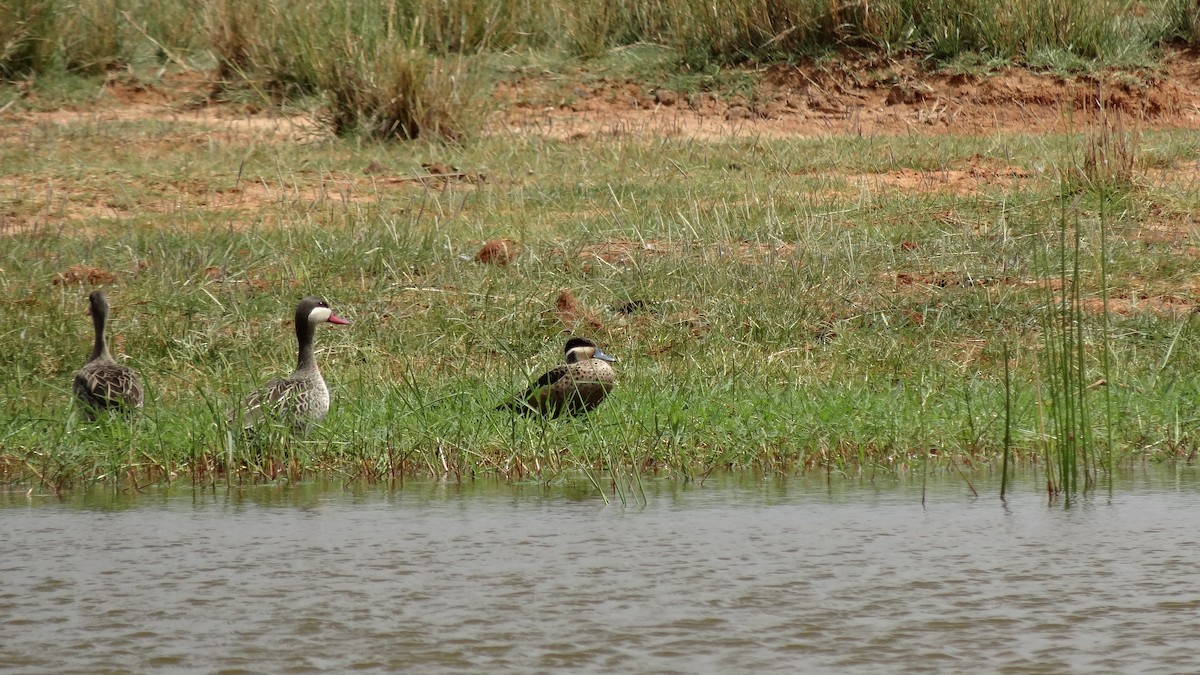 ostralka rudozobá - ML180673221