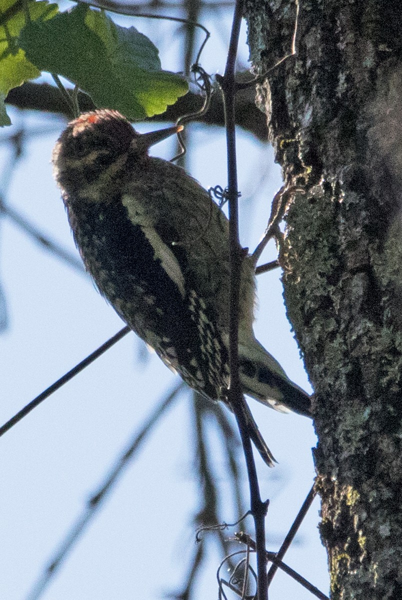 Yellow-bellied Sapsucker - ML180675731