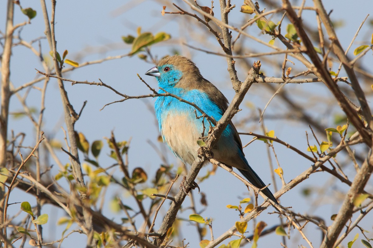 Southern Cordonbleu - ML180677481