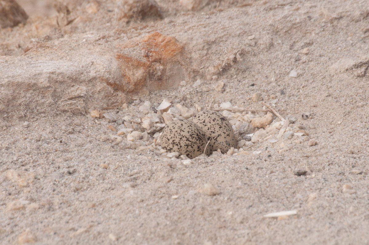 White-fronted Plover - ML180679021