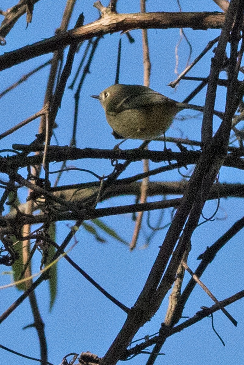 Ruby-crowned Kinglet - ML180679141