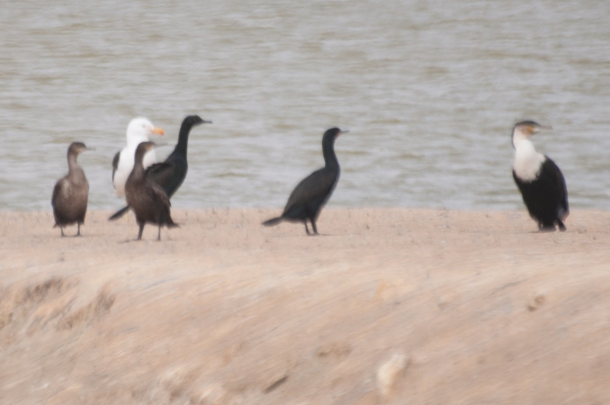 Cormorán de Bajío - ML180679401