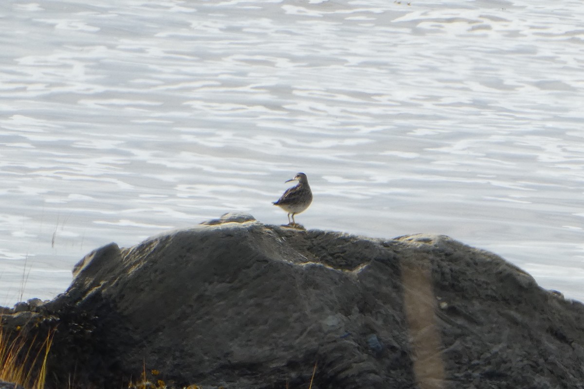 Graubrust-Strandläufer - ML180679671