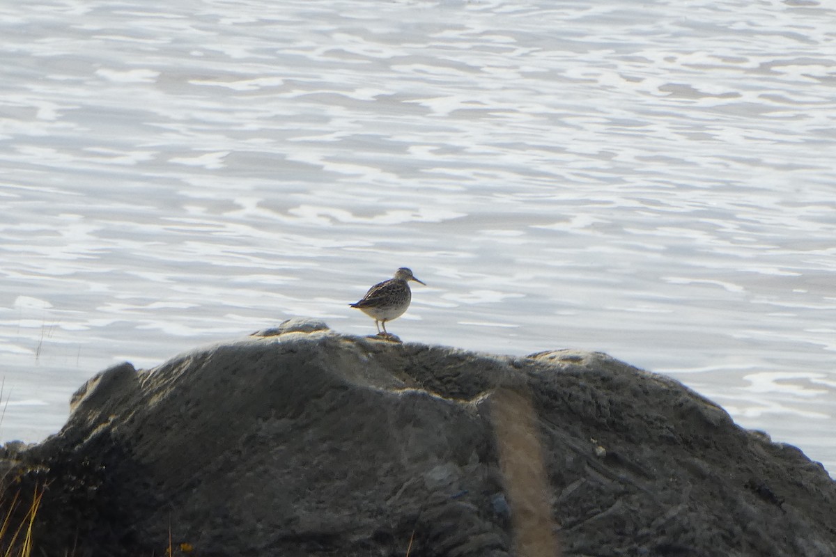 Graubrust-Strandläufer - ML180679681