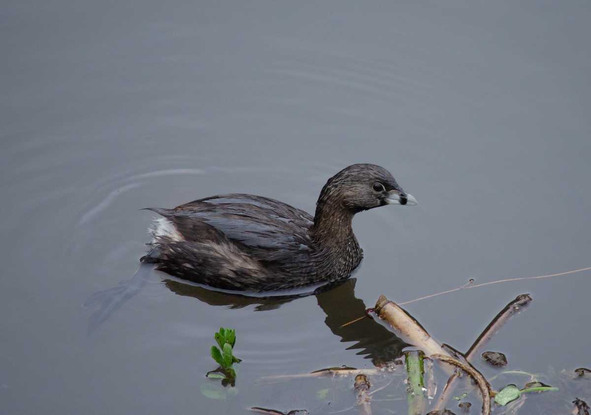 Pied-billed Grebe - ML180680701