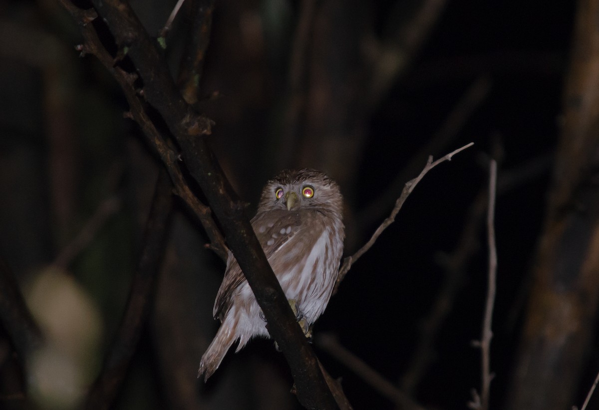 Ferruginous Pygmy-Owl - Club de Observadores de Aves Reserva Ecológica Costanera Norte