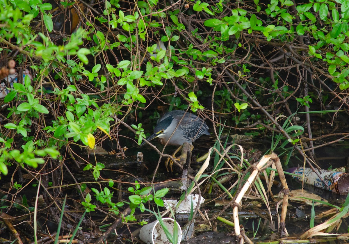 Striated Heron - Club de Observadores de Aves Reserva Ecológica Costanera Norte