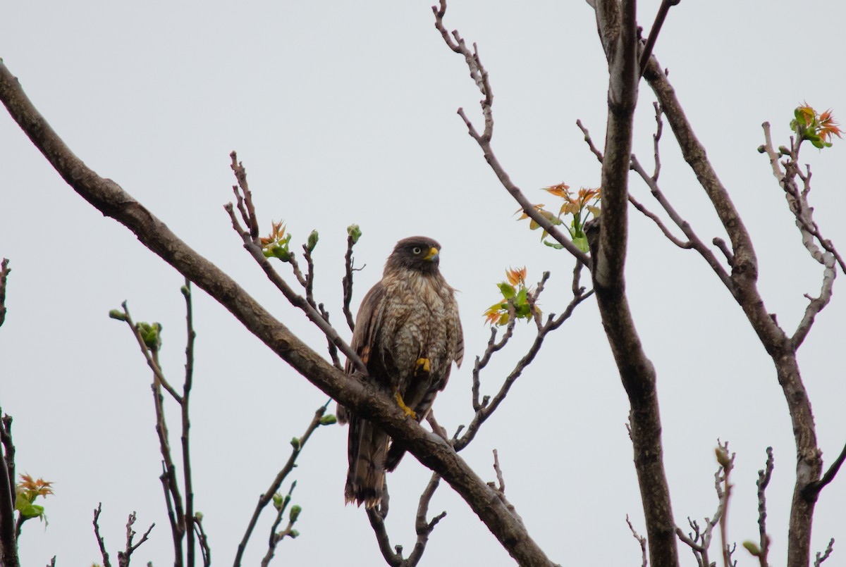 Roadside Hawk - Club de Observadores de Aves Reserva Ecológica Costanera Norte