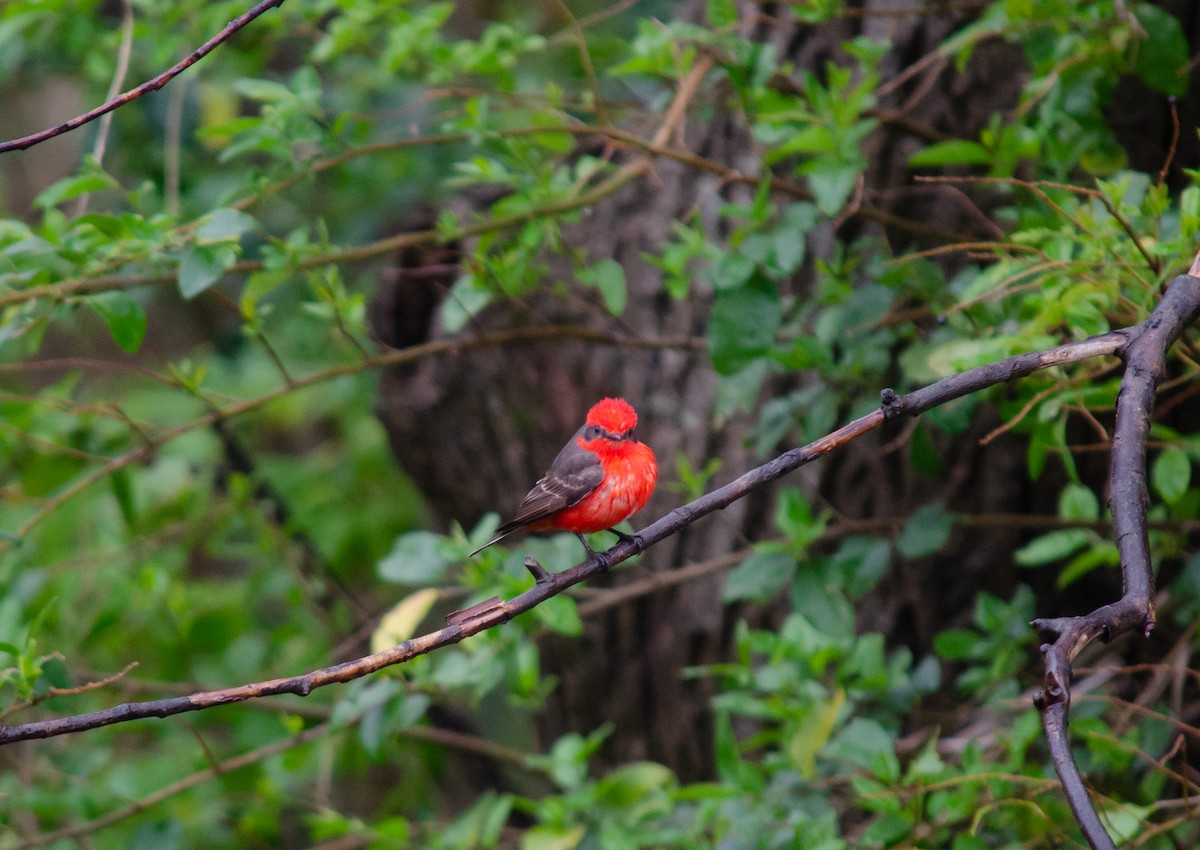 Vermilion Flycatcher - Club de Observadores de Aves Reserva Ecológica Costanera Norte
