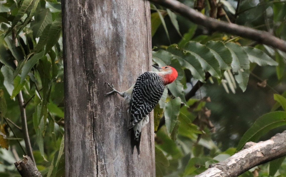 Red-bellied Woodpecker - ML180681061
