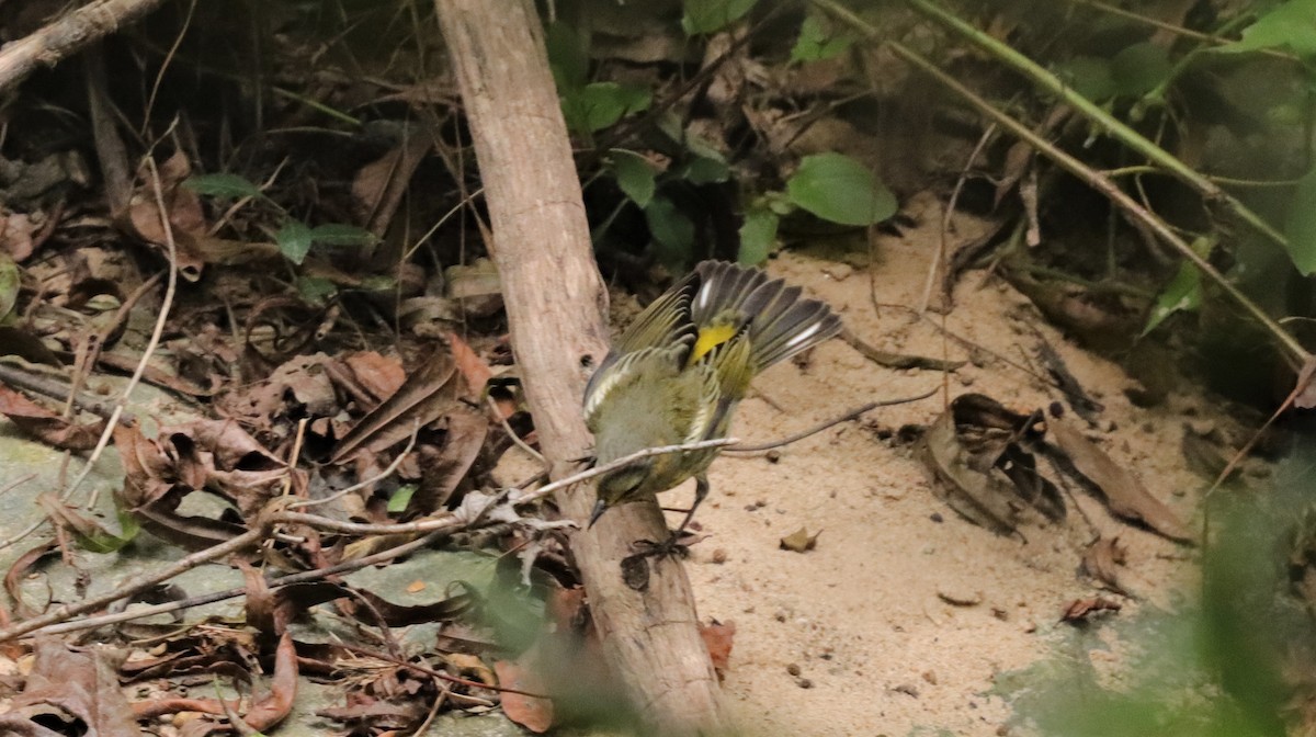 Cape May Warbler - ML180681251