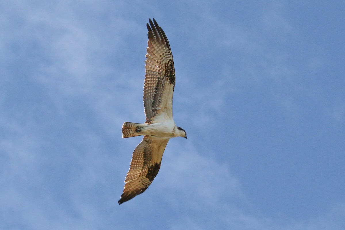 Osprey - ML180681481