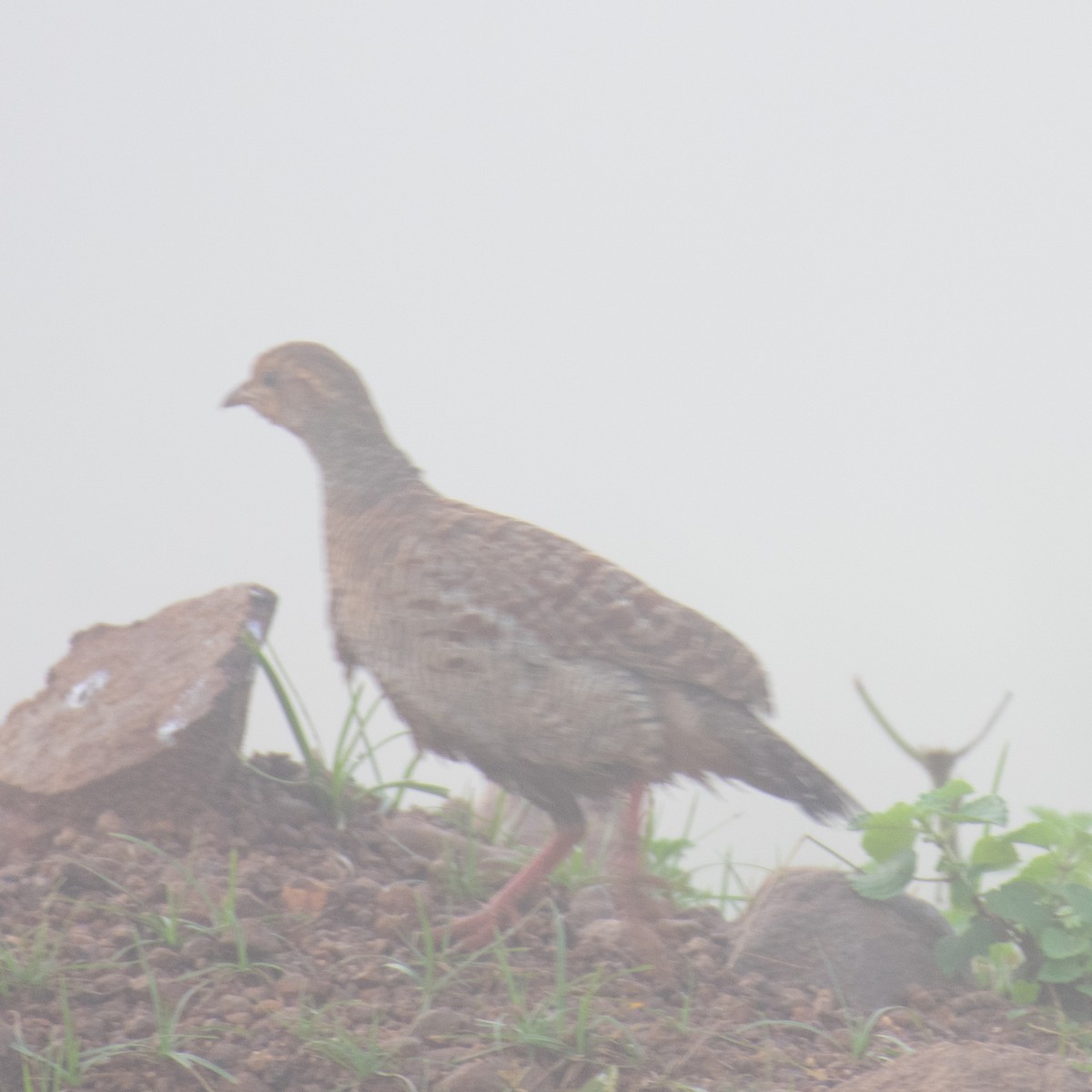 Gray Francolin - ML180681711