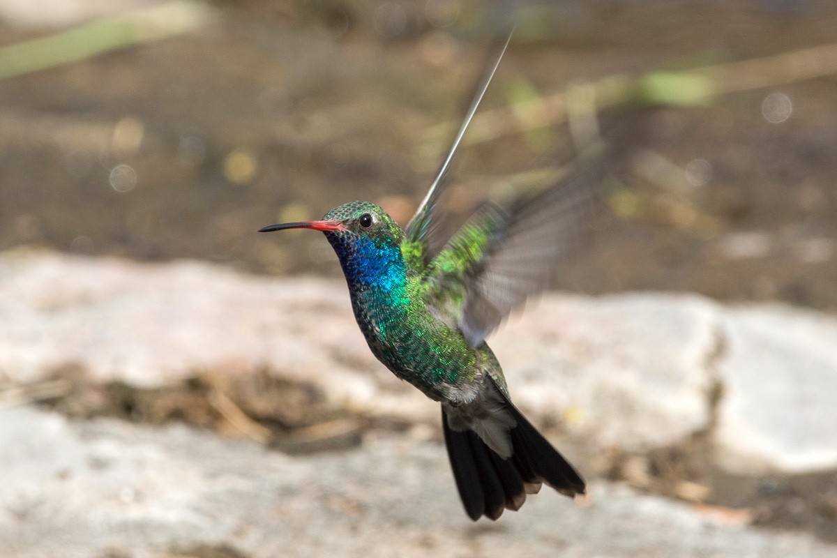 Broad-billed Hummingbird - ML180681781