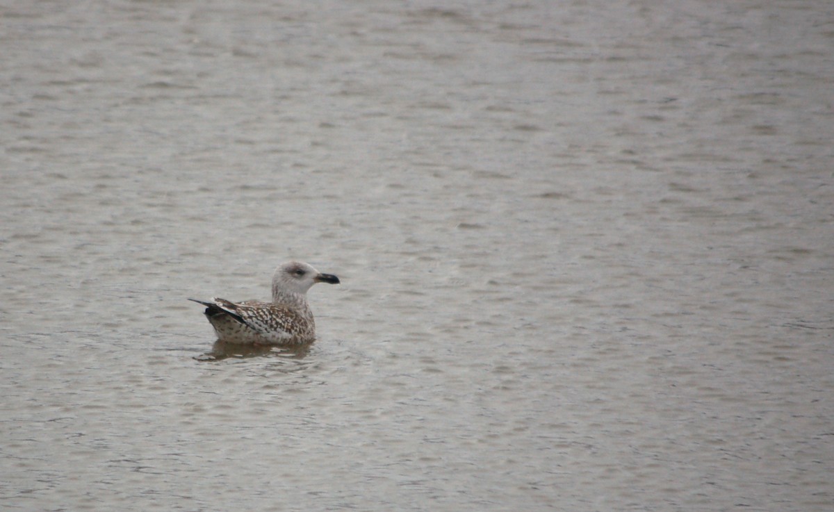 Great Black-backed Gull - Joshua Uffman