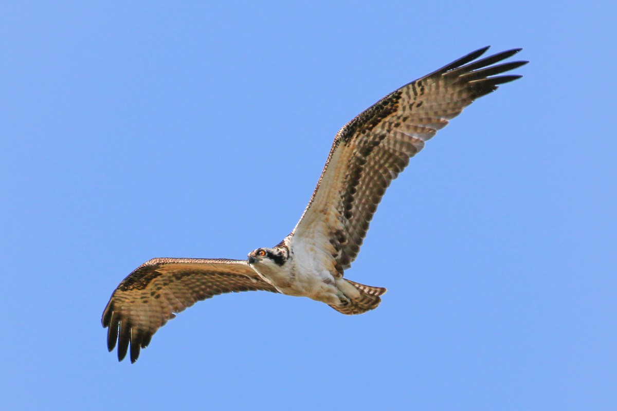 Osprey - ML180682671