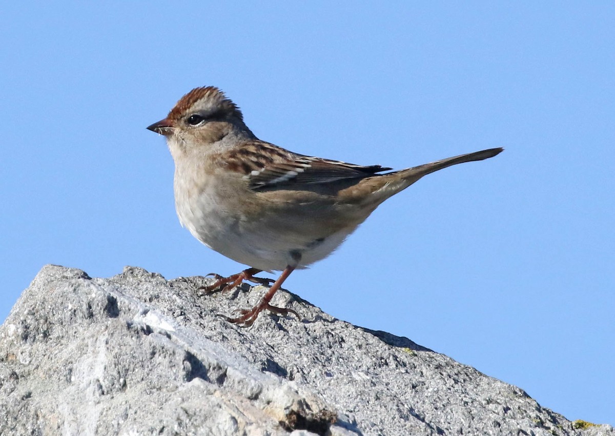 White-crowned Sparrow - ML180682851