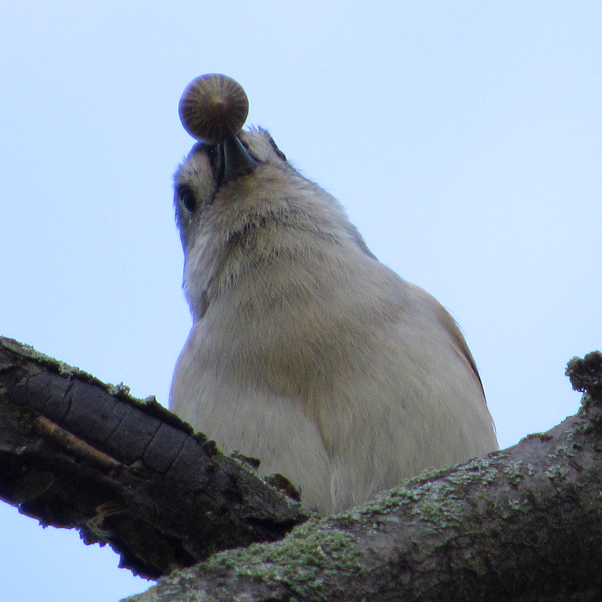 Mésange bicolore - ML180683791