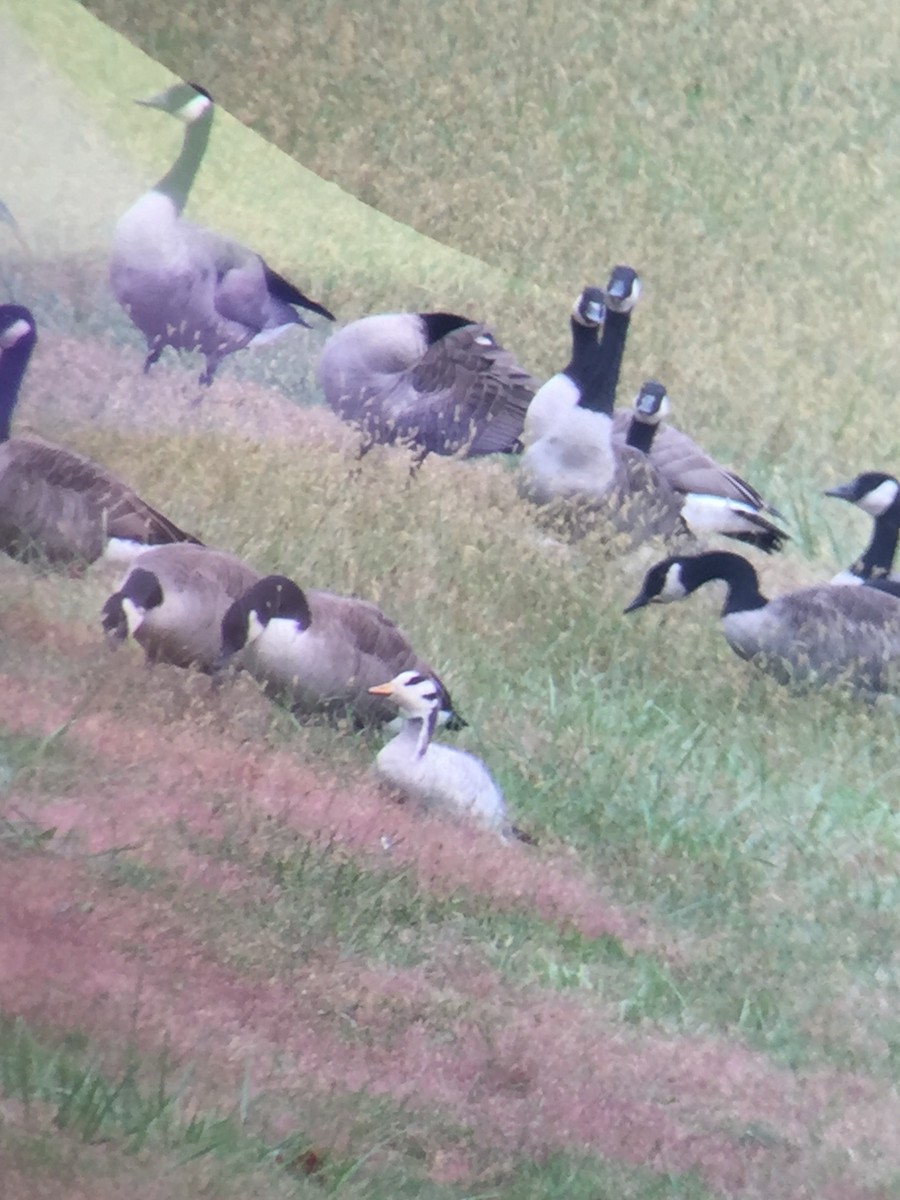 Bar-headed Goose - ML180685851