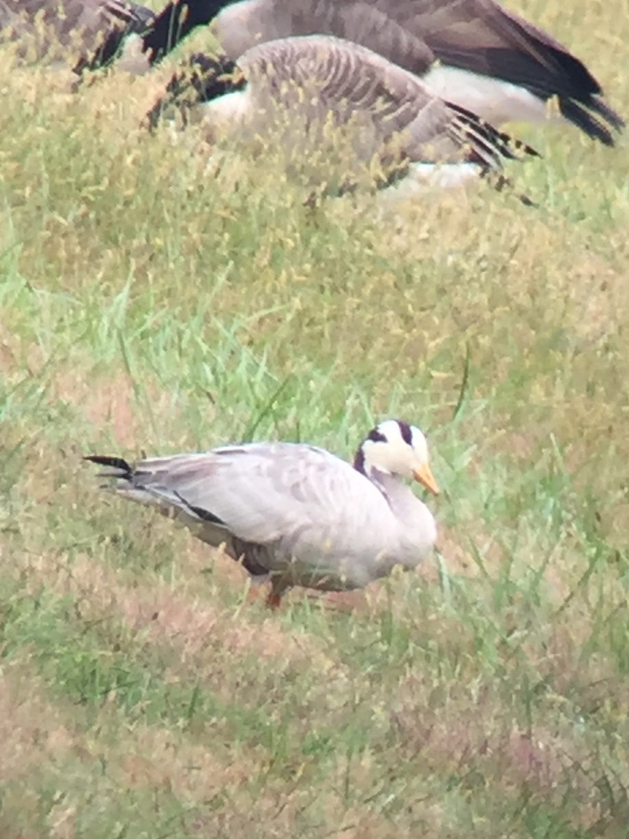 Bar-headed Goose - ML180685861