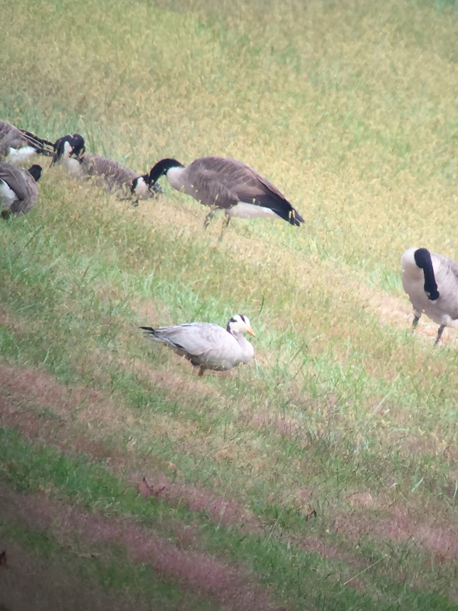 Bar-headed Goose - ML180685871